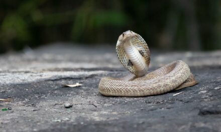 Cobra In Jabalpur: Thirsty cobra was fed water, the snake was angry due to the scorching heat