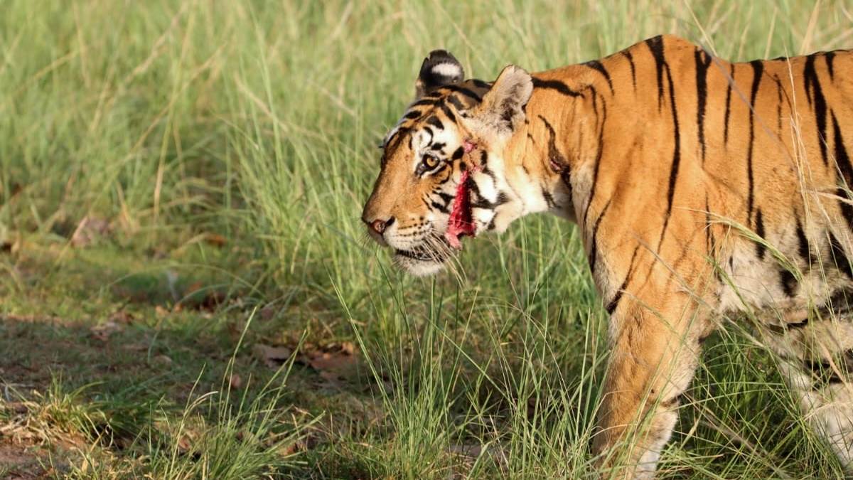 MP News: कान्‍हा नेशनल पार्क में बाघों को अपने ही कुनबे से खतरा, आपस में लड़ रहे बाघ