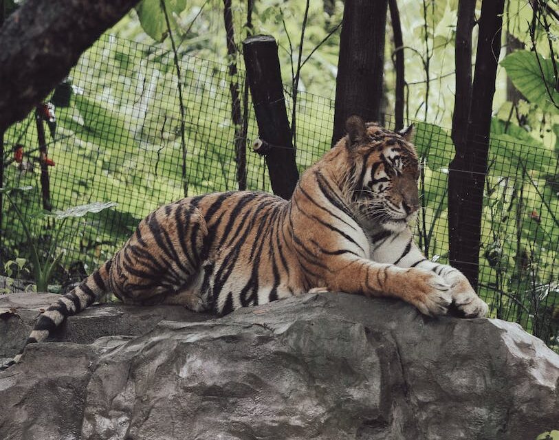Tiger Reserve in Shivpuri: शिवपुरी के माधव राष्ट्रीय उद्यान को टाइगर रिजर्व बनाने के लिए फिर प्रयास शुरू
