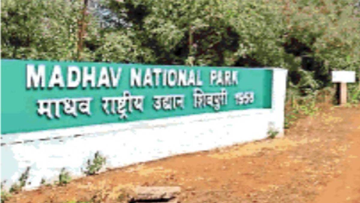 Tiger Reserve in Shivpuri: शिवपुरी के माधव राष्ट्रीय उद्यान को टाइगर रिजर्व बनाने के लिए फिर प्रयास शुरू