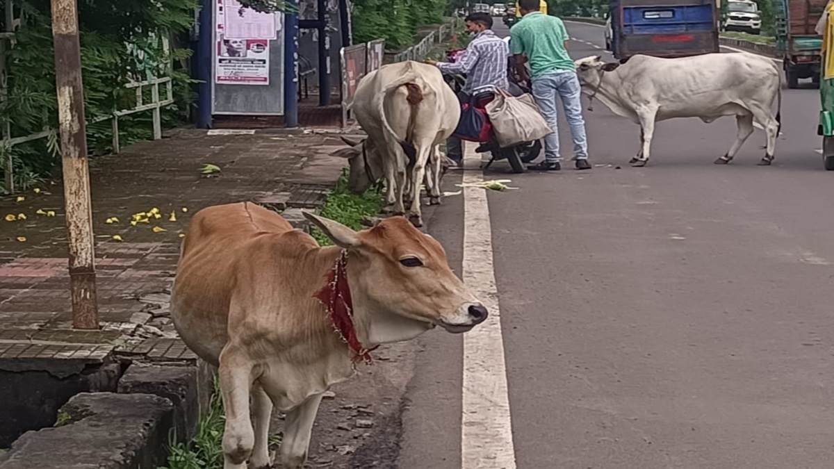 Raisen News:  गाय के मुंह में फटा हथगोला, हालत गंभीर